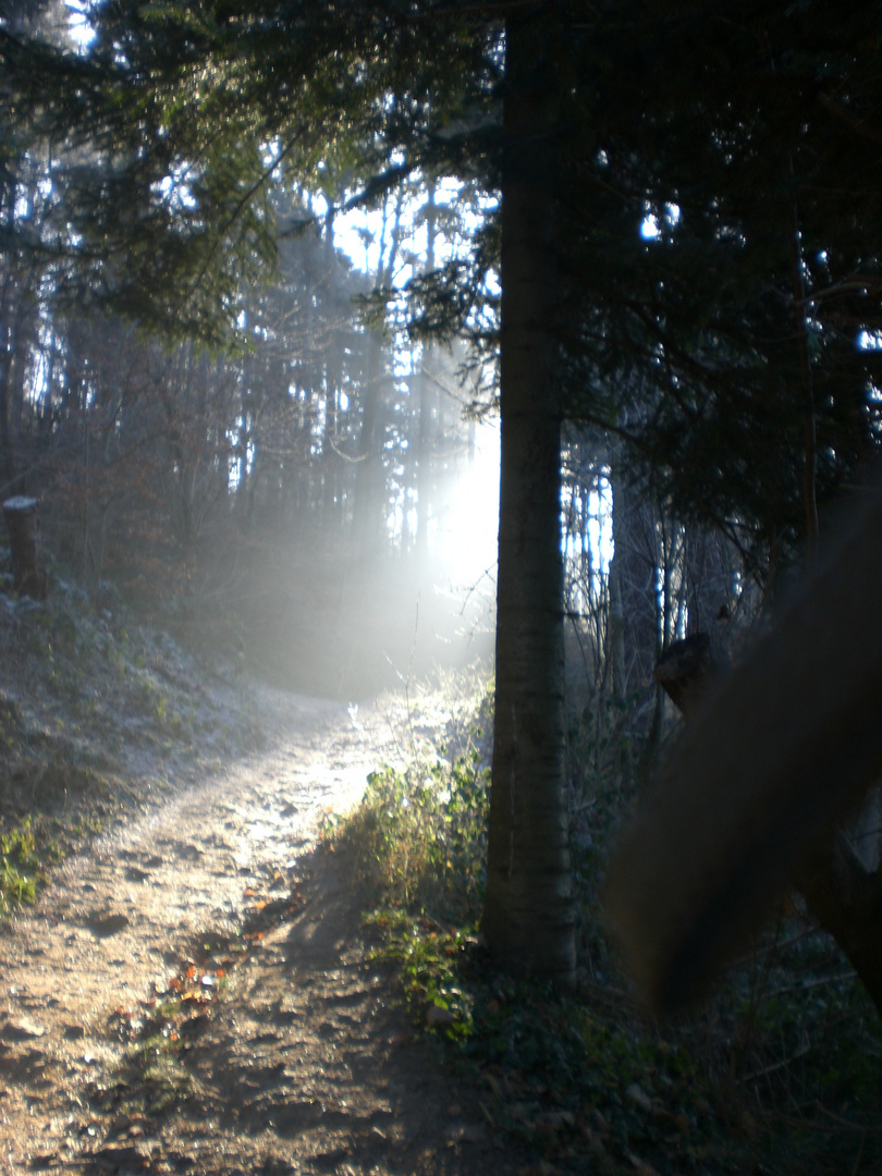 Bild mit Gegenlicht im Wald bei Freiburg