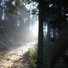 Bild mit Gegenlicht im Wald bei Freiburg