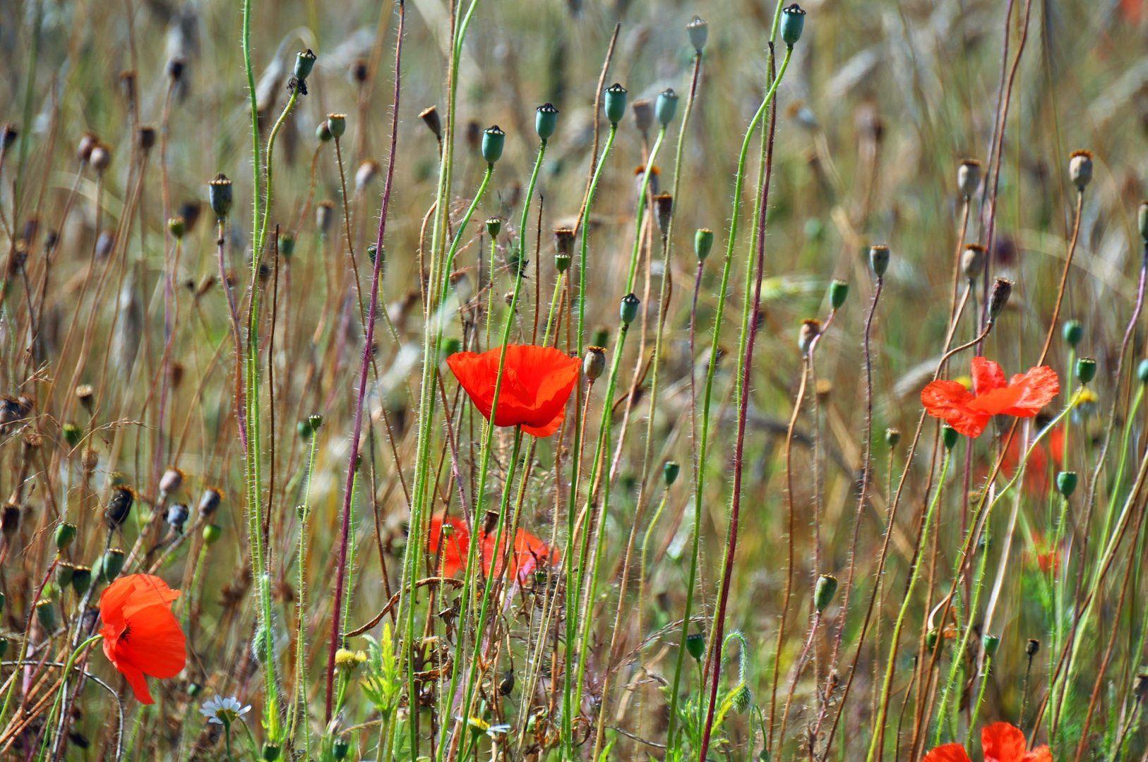 Bild mit Mohn