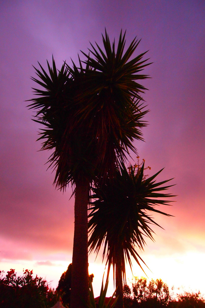 Bild mit Palme auf La Palma