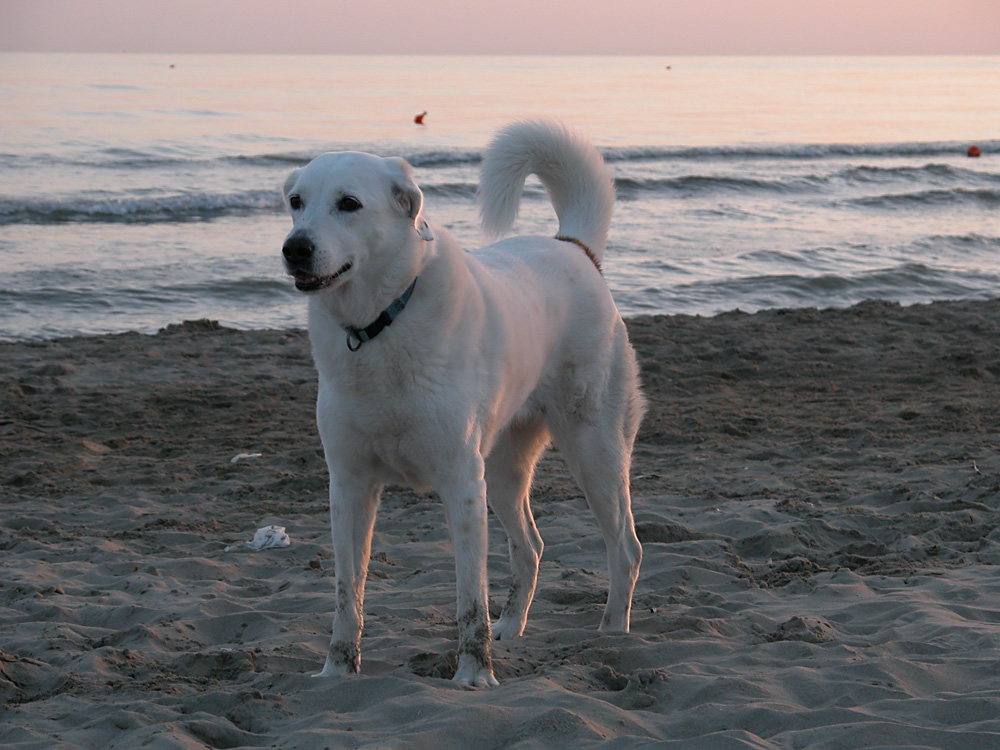 Bild von einem Hund