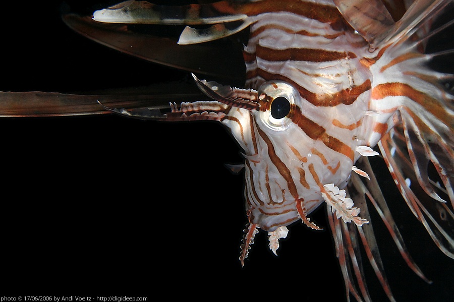 Bildaufteiler ( Pterois Terror )