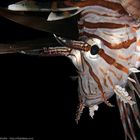 Bildaufteiler ( Pterois Terror )