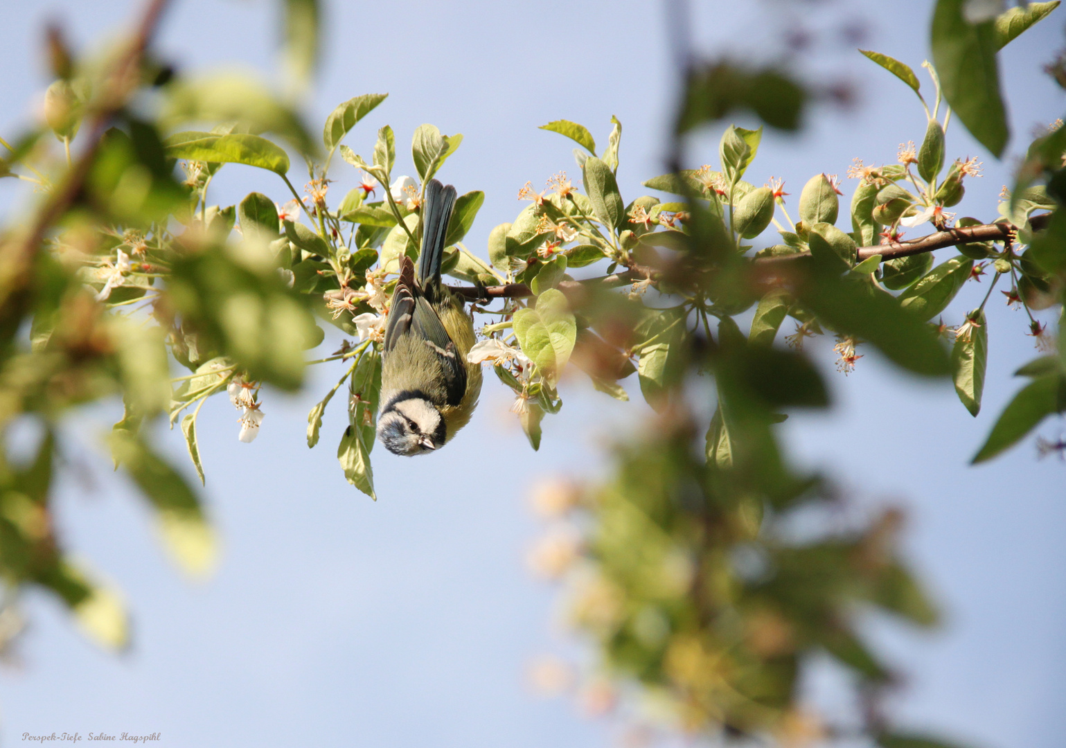 Bildausschnitt Futtersuche