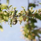 Bildausschnitt Futtersuche