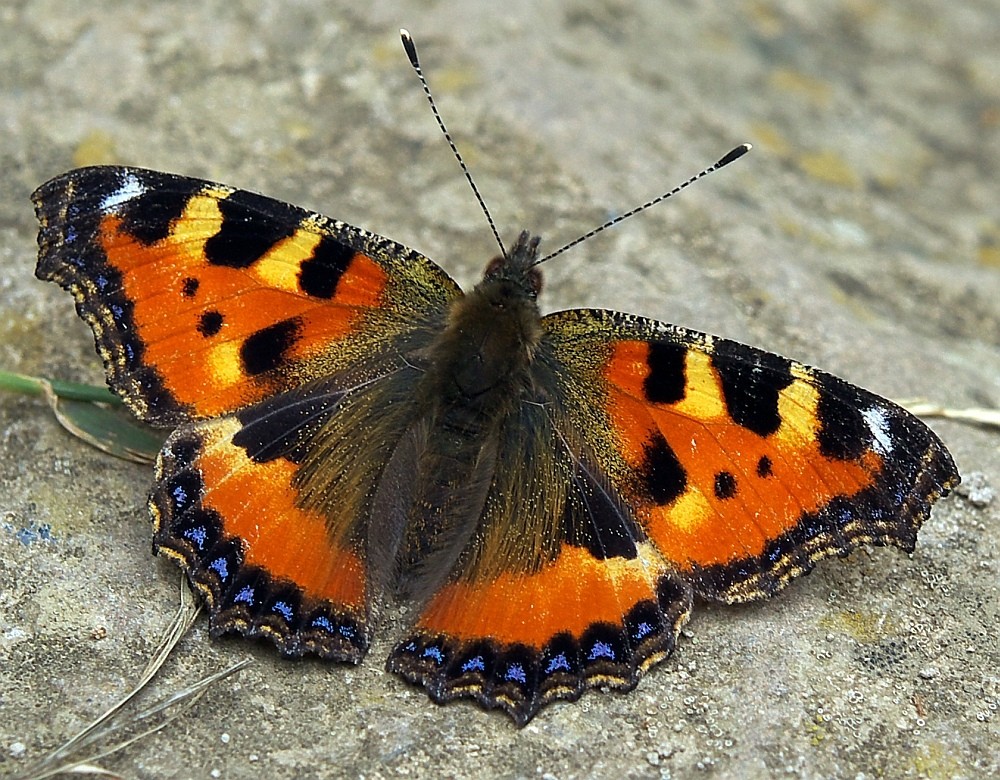 Bildausschnitt Schmetterling