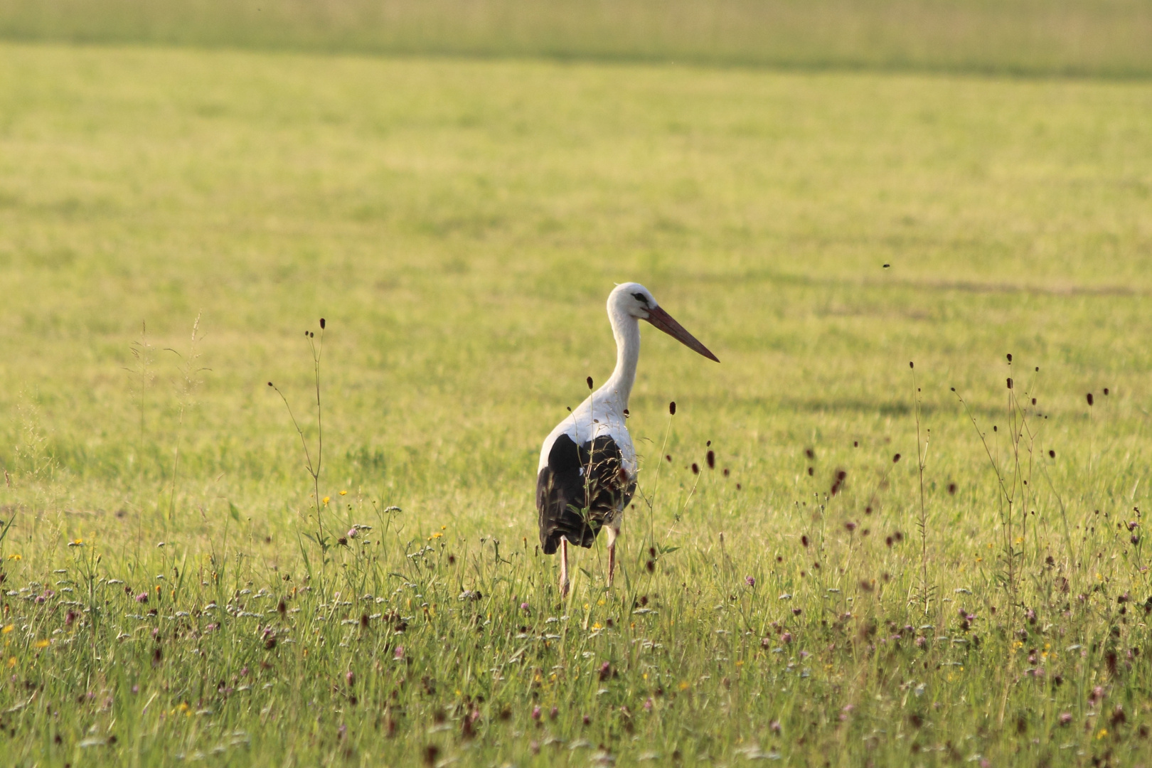 Bildeiner Storch 