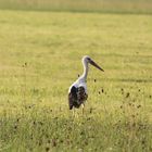 Bildeiner Storch 