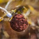 Bilder am Wegesrand - Lichterkette