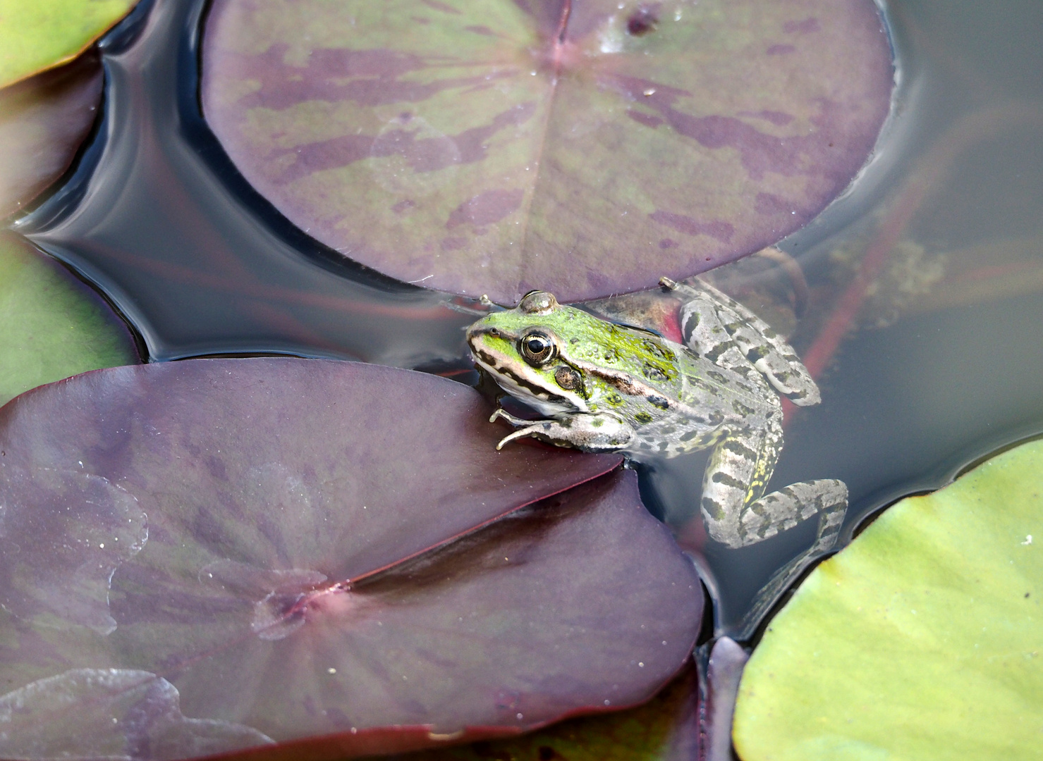 Bilder aus dem Allschwiler Naturschutz