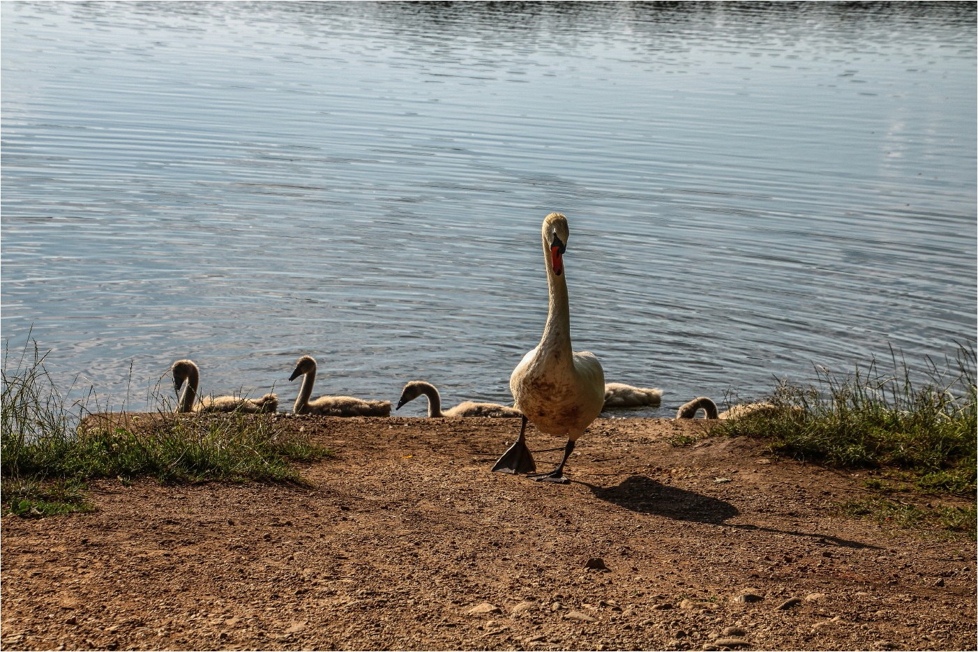 Bilder aus dem Leben der Familie Schwan (1)