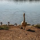 Bilder aus dem Leben der Familie Schwan (1)