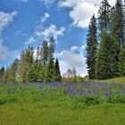 Bilder aus dem Schwarzwald