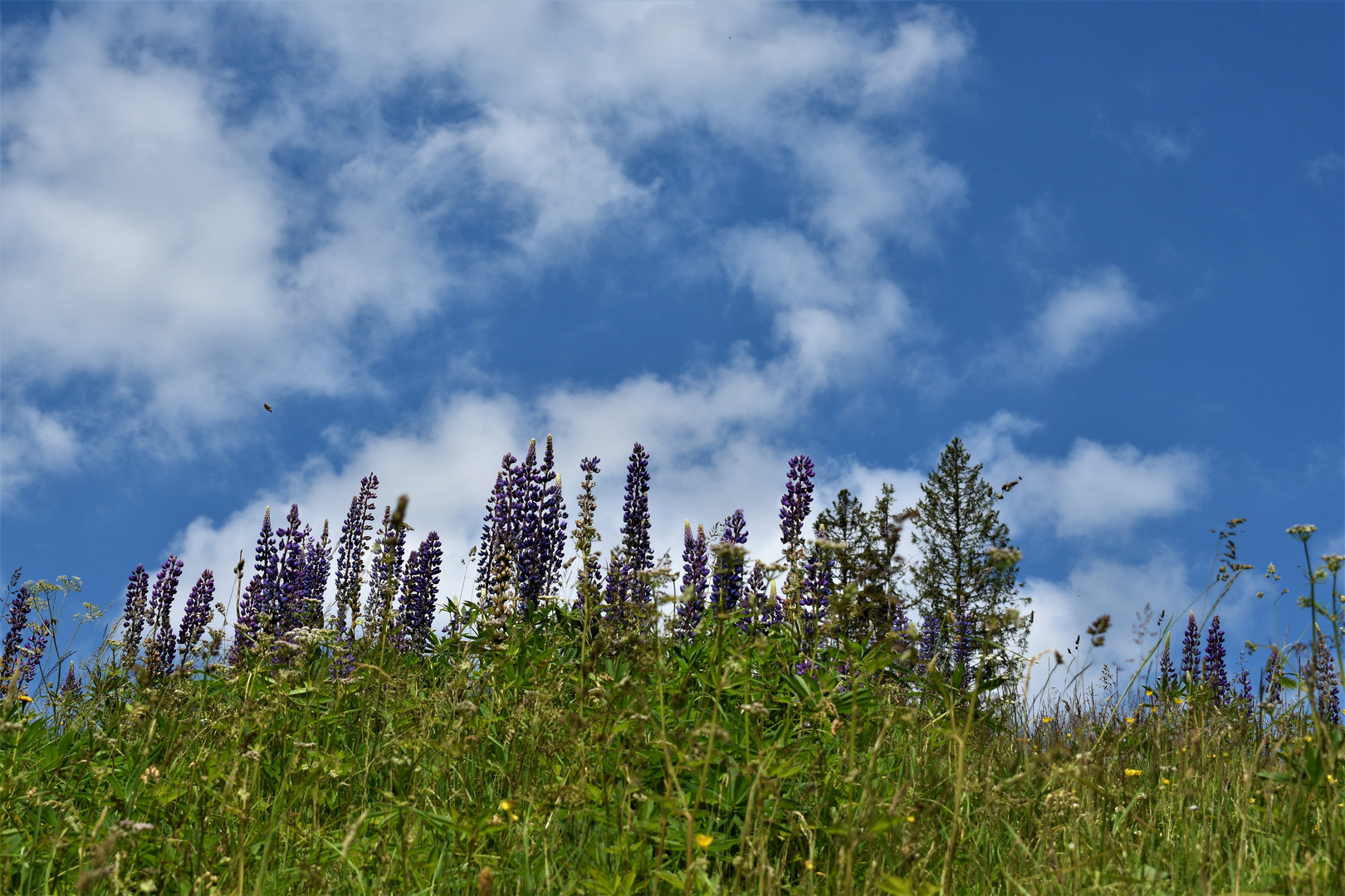 Bilder aus dem Schwarzwald