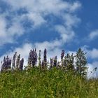 Bilder aus dem Schwarzwald