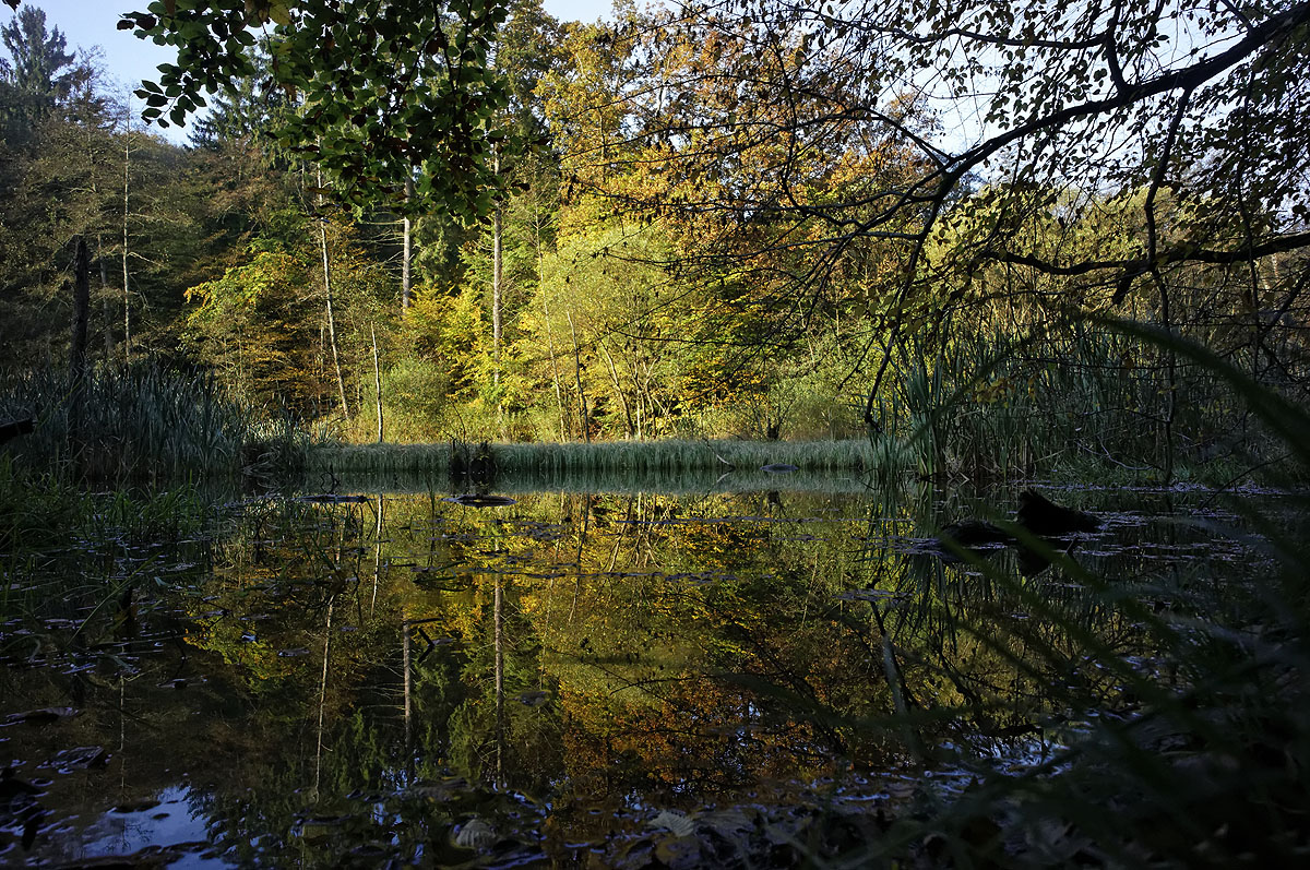 Bilder aus dem Urwald vor den Toren Saarbrückens