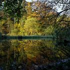 Bilder aus dem Urwald vor den Toren Saarbrückens