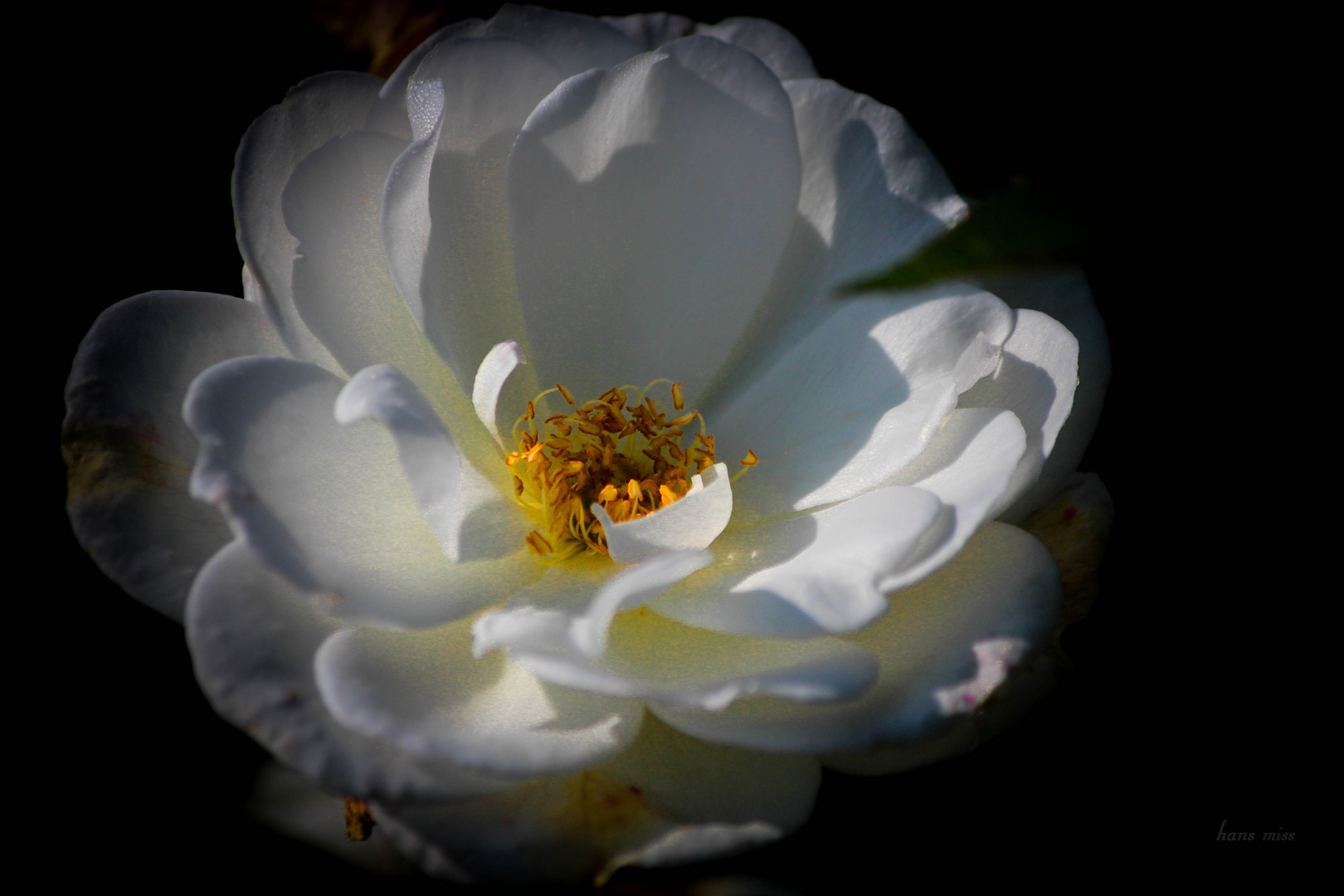 Bilder aus Holland - das Herz einer Blüte