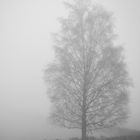 Bilder eines Nebelspaziergangs