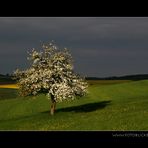 Obstbäume