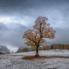 Bilder vom Ahornboden am 13.10.2021