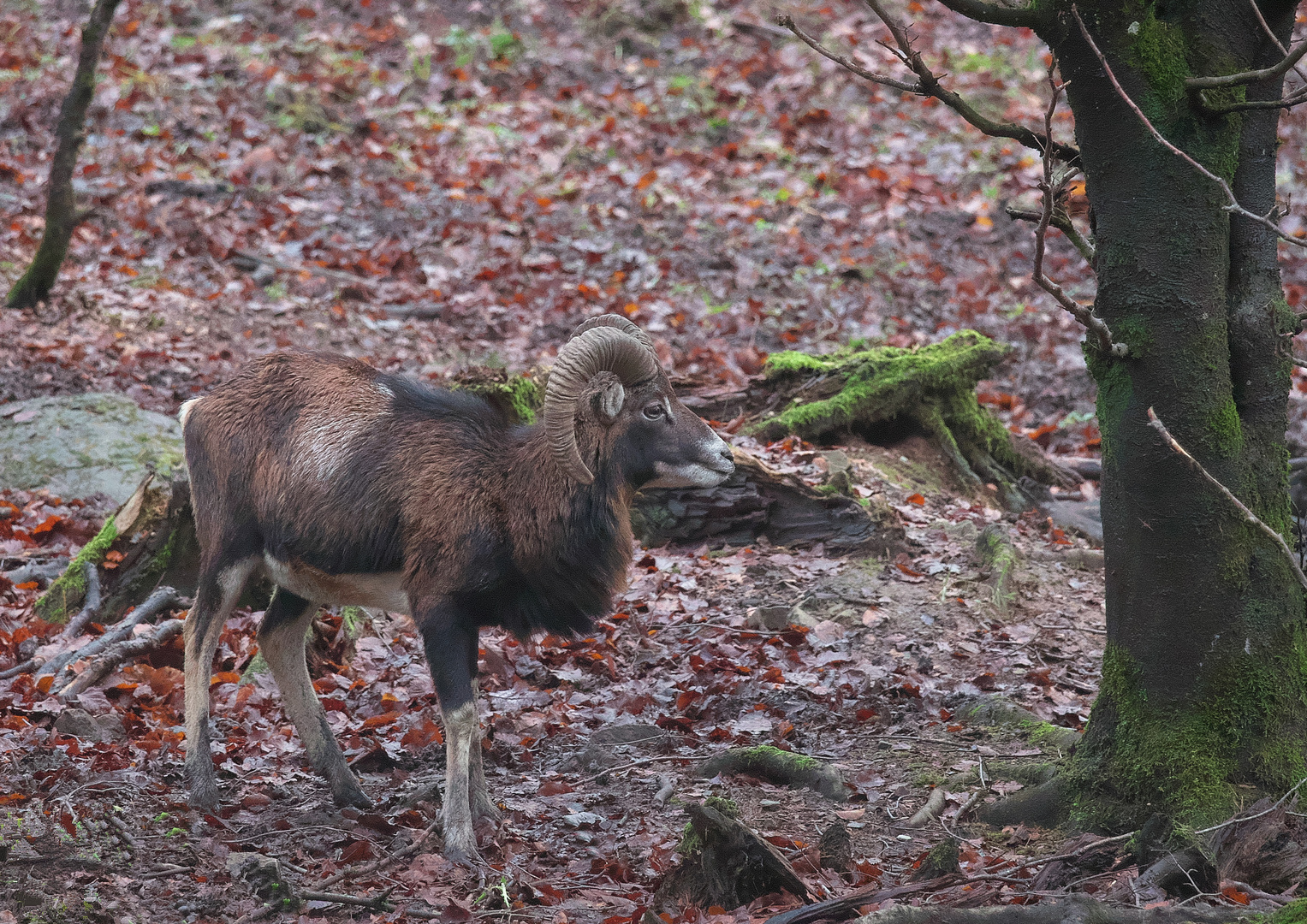 Bilder vom heimischen Muffelwild / Bild 2