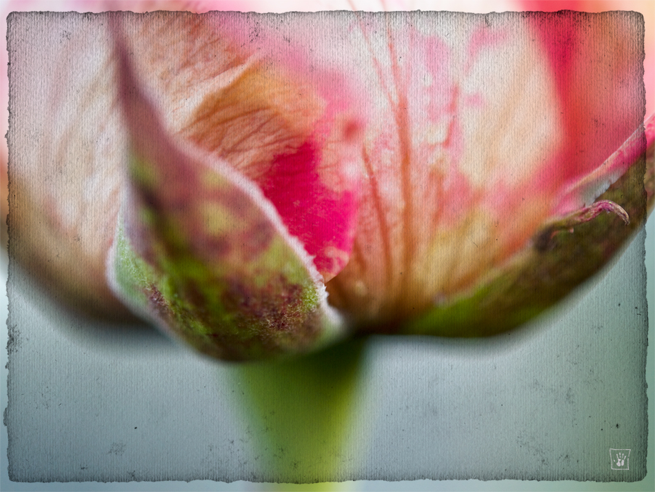 Bilder vom Herbst - Rose