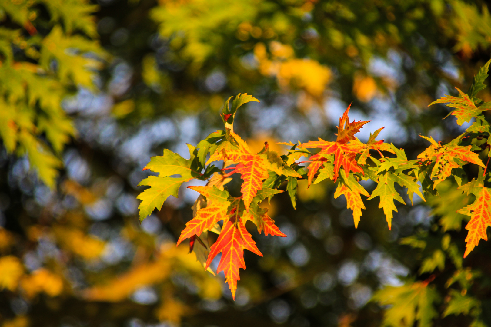 Bilder vom letzten Herbst...05