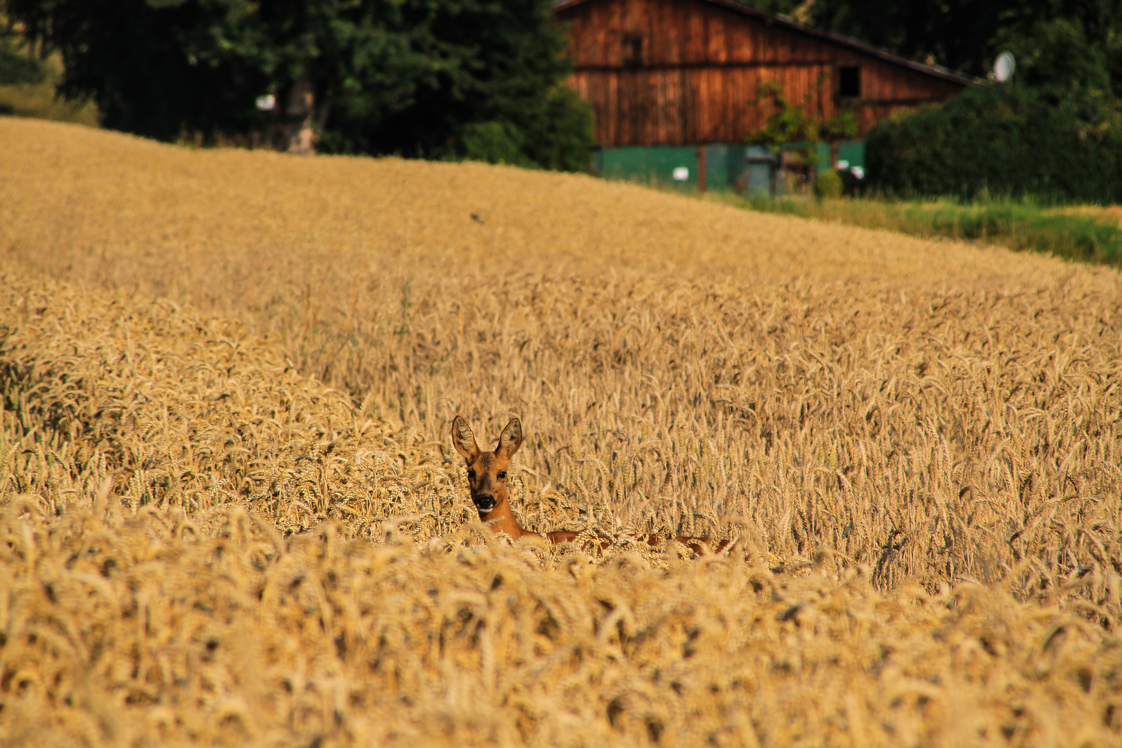 Bilder vom letzten Herbst...06