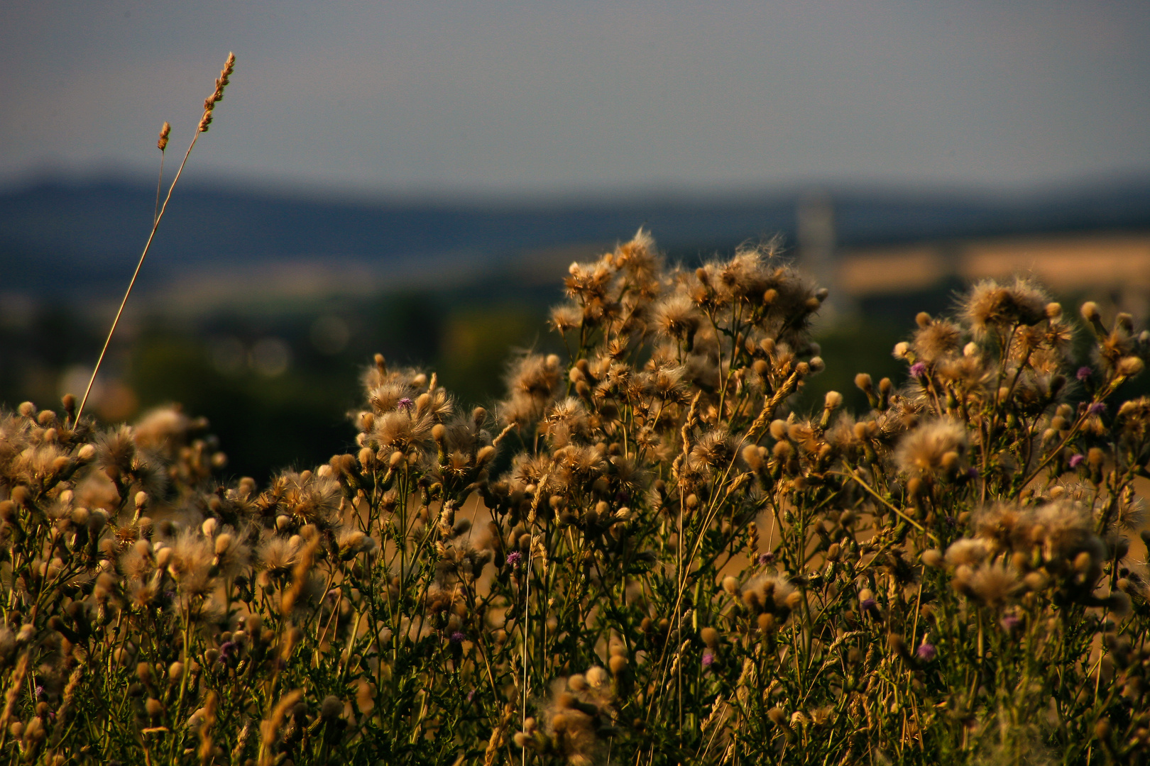 Bilder vom letzten Herbst...08