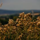 Bilder vom letzten Herbst...08