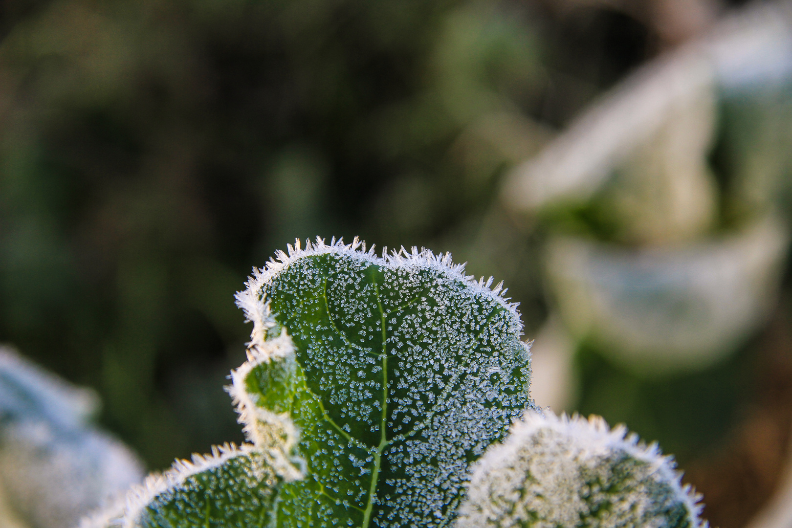 Bilder vom letzten Herbst...19