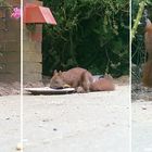 Bilder von der Wildkamera 2