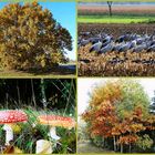 Bilder zum Herbst!