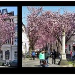 Bilderbogen Kirschbaumblüte in Bonn