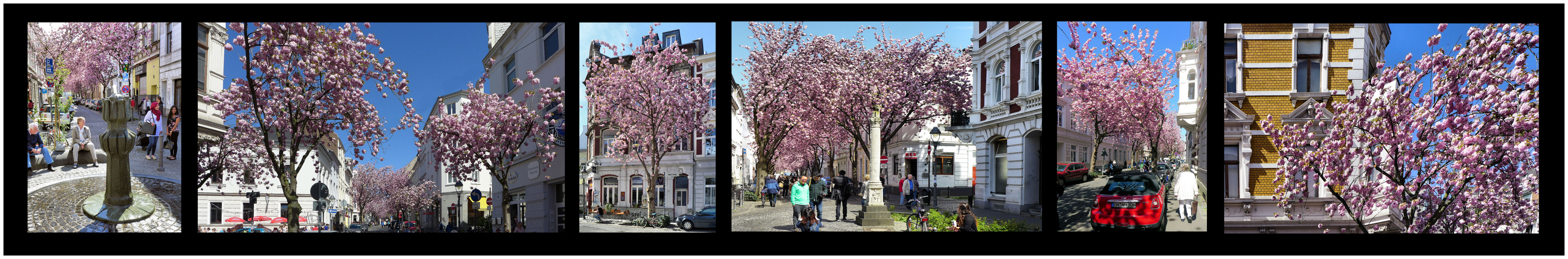 Bilderbogen Kirschbaumblüte in Bonn