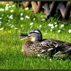 Bilderbuch-Enten-Foto :-)