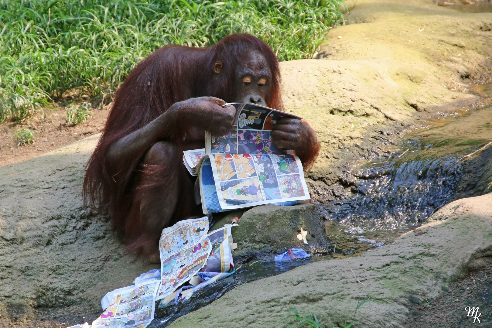 Bilderbuch für Orang-Utans