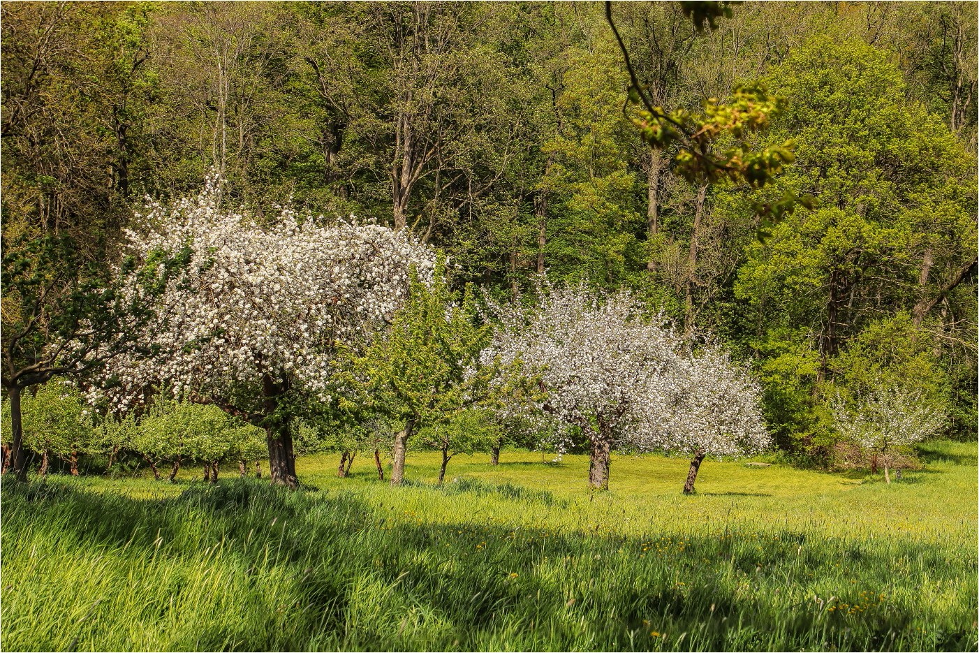 Bilderbuchfrühling