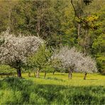 Bilderbuchfrühling