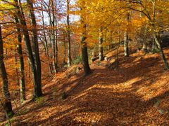 Bilderbuchherbst