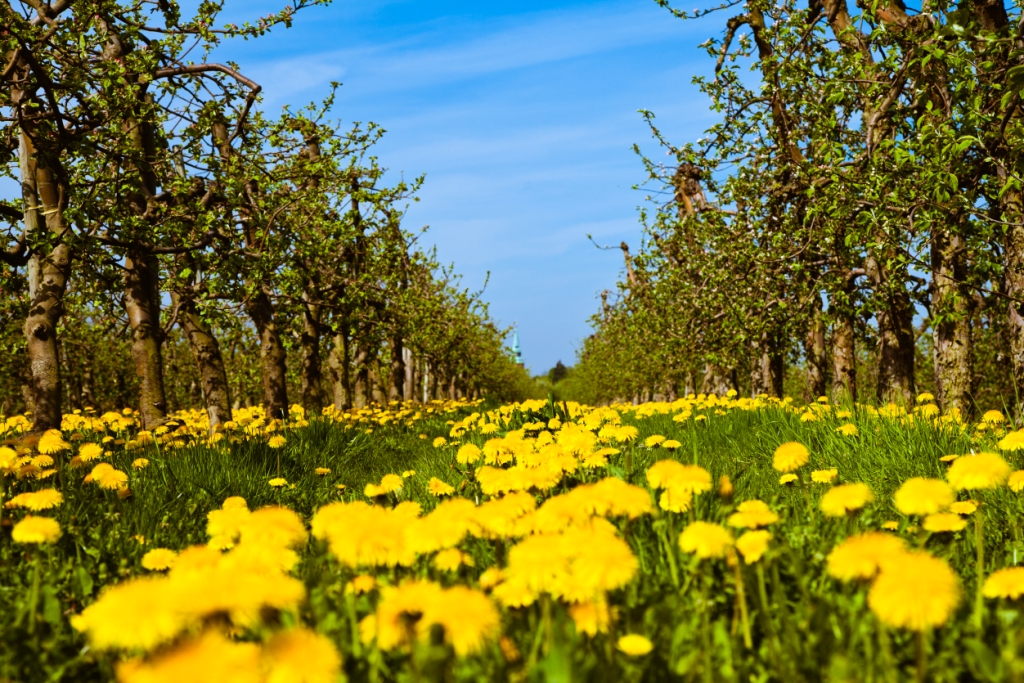 Bilderbuchwetter im Alten Land