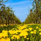 Bilderbuchwetter im Alten Land