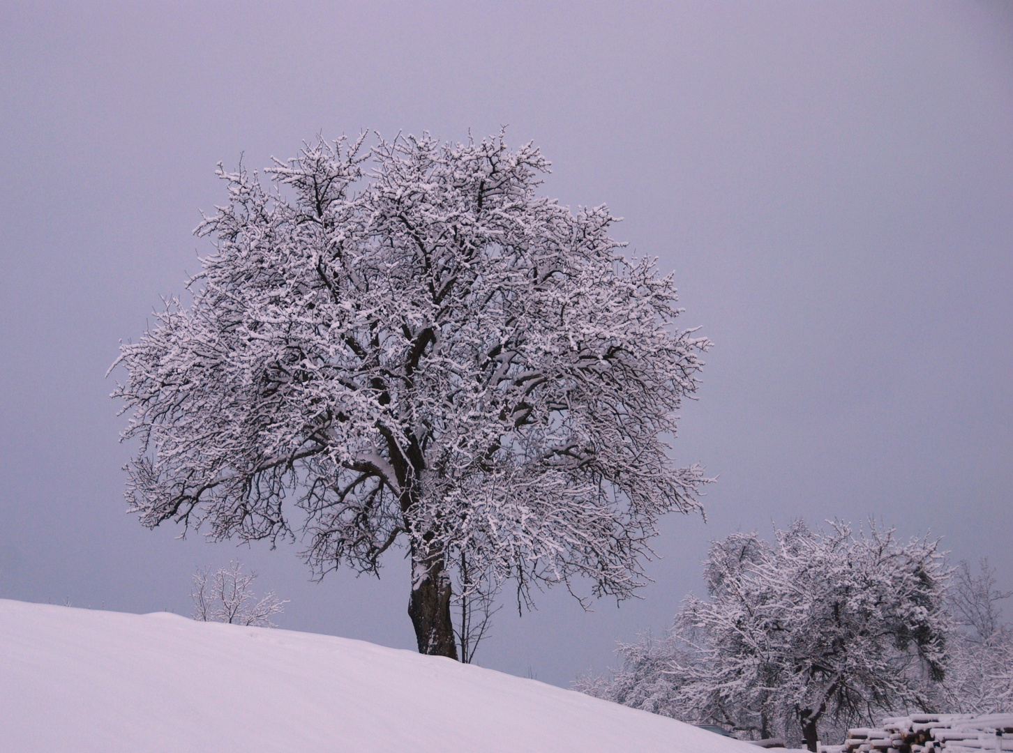 Bilderbuchwinter