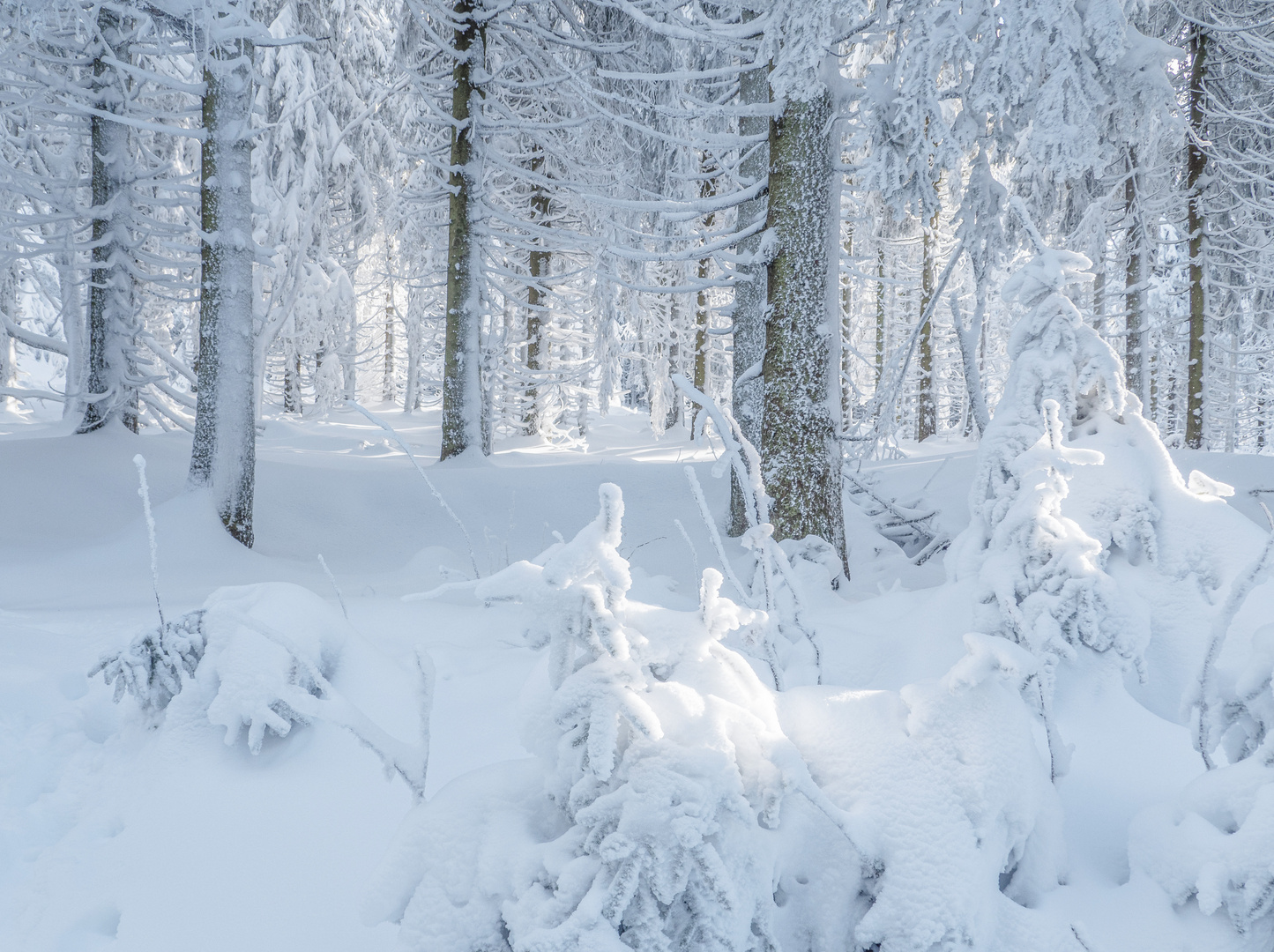 Bilderbuchwinter auf dem Schneekopf