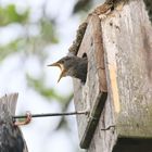 Bildergeschichte: Doppelter Absturz