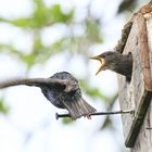 Bildergeschichte: Doppelter Absturz