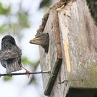 Bildergeschichte: Doppelter Absturz