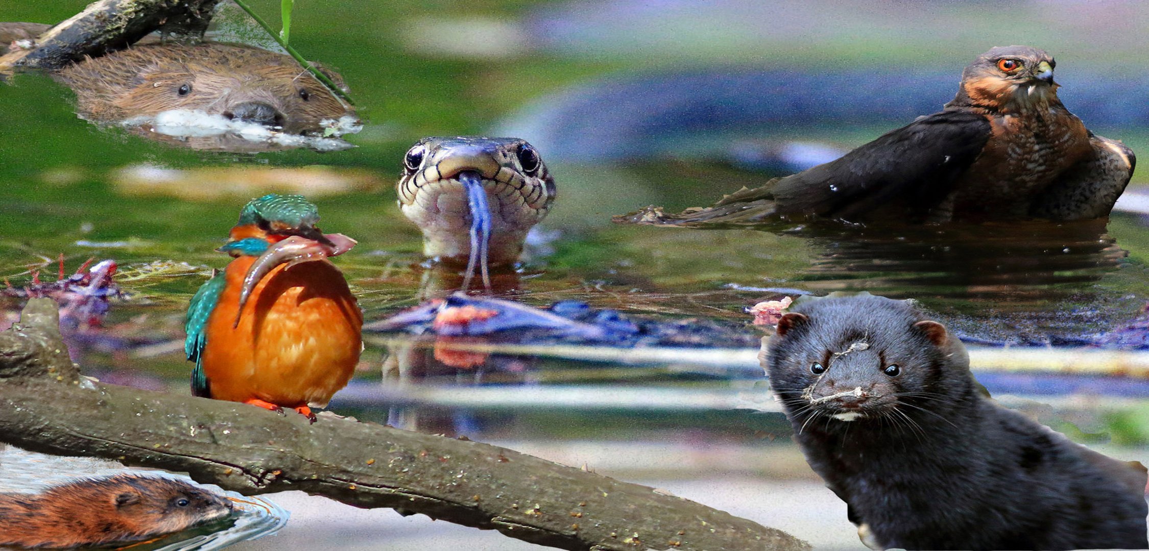 Bildermix  am Wasser