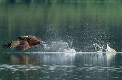 Bildflüchtling - Fischadler